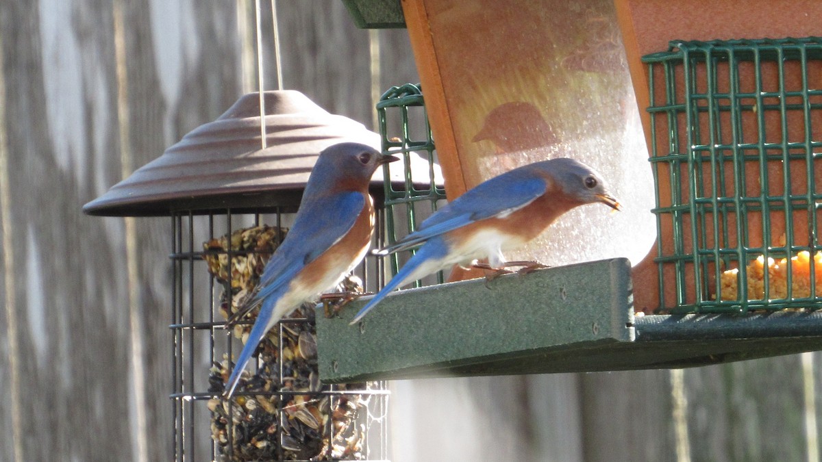 Eastern Bluebird - ML645164669