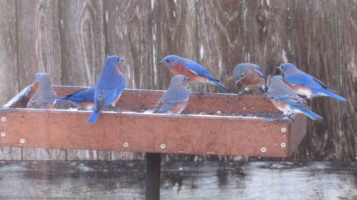 Eastern Bluebird - ML645164670