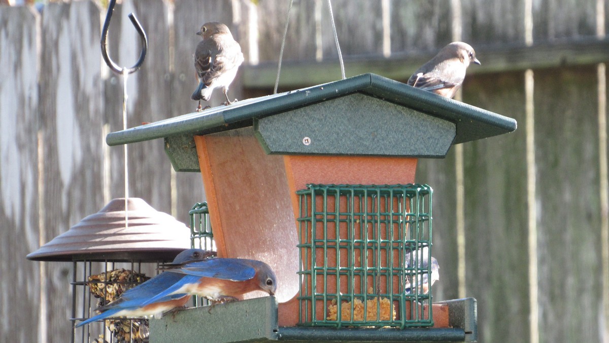 Eastern Bluebird - ML645164671