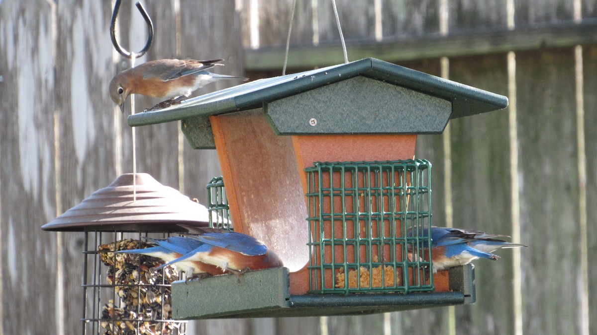 Eastern Bluebird - ML645164672