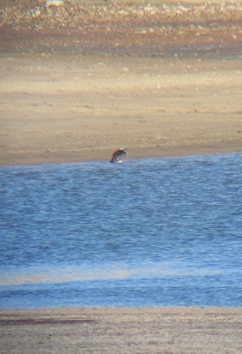 Osprey - ML645164677