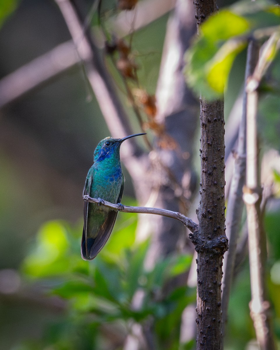 Colibrí Verdemar Mexicano - ML645164678