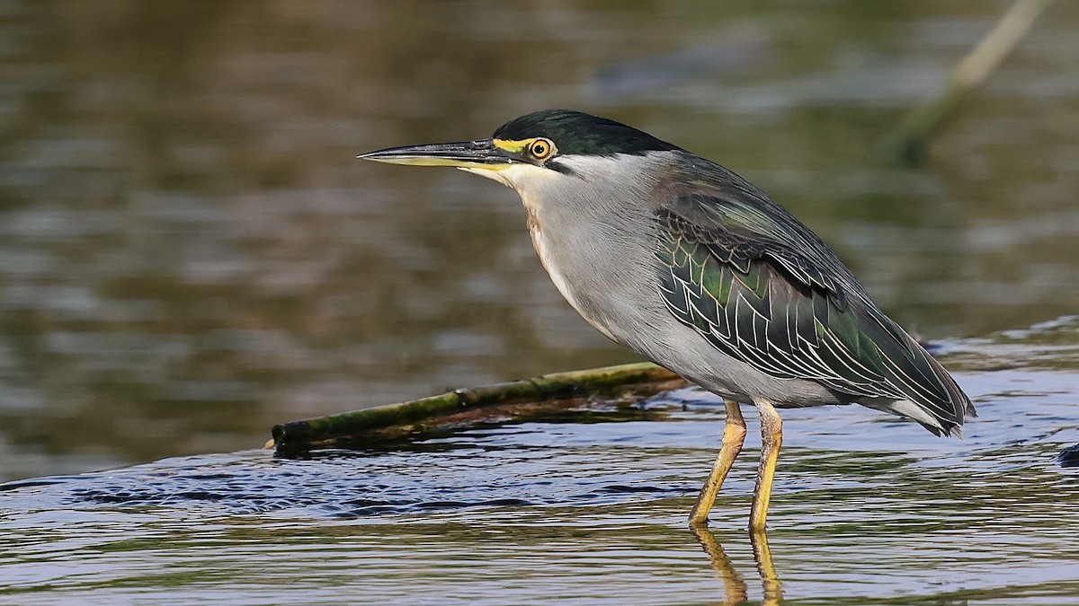 Little Heron - ML645164684
