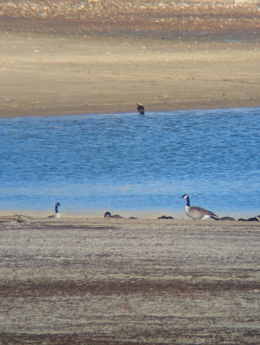 Osprey - ML645164691