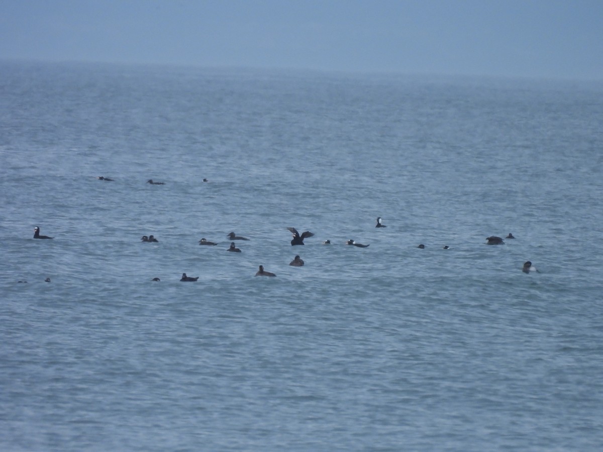 Турпан білолобий - ML645164694