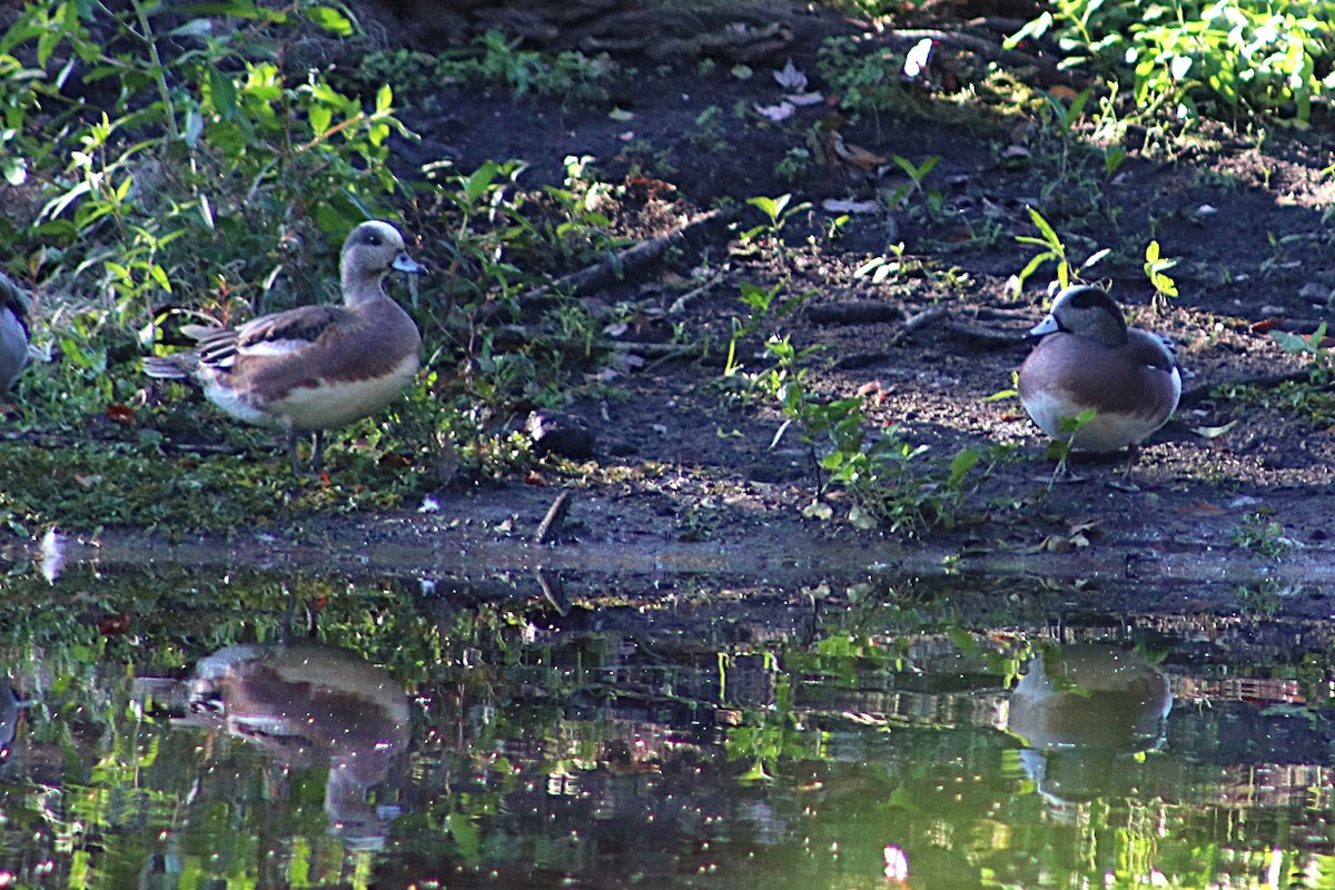 Свищ американський - ML645164697
