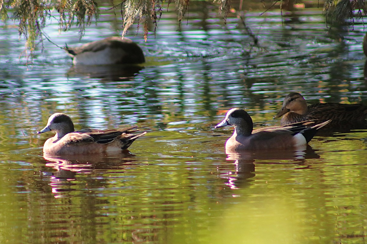 Свищ американський - ML645164698