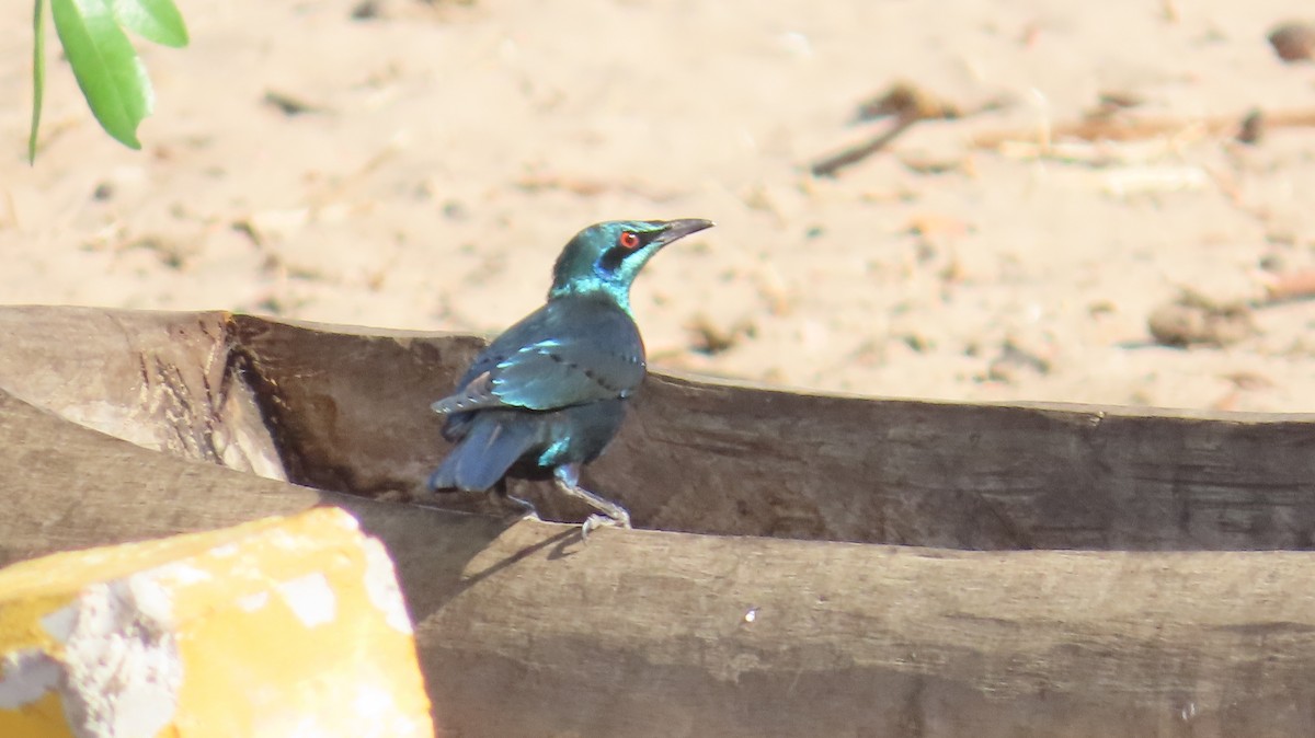 Мерл гострохвостий - ML645164699