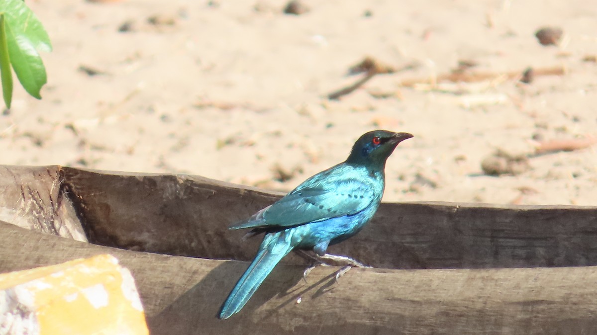 Мерл гострохвостий - ML645164700