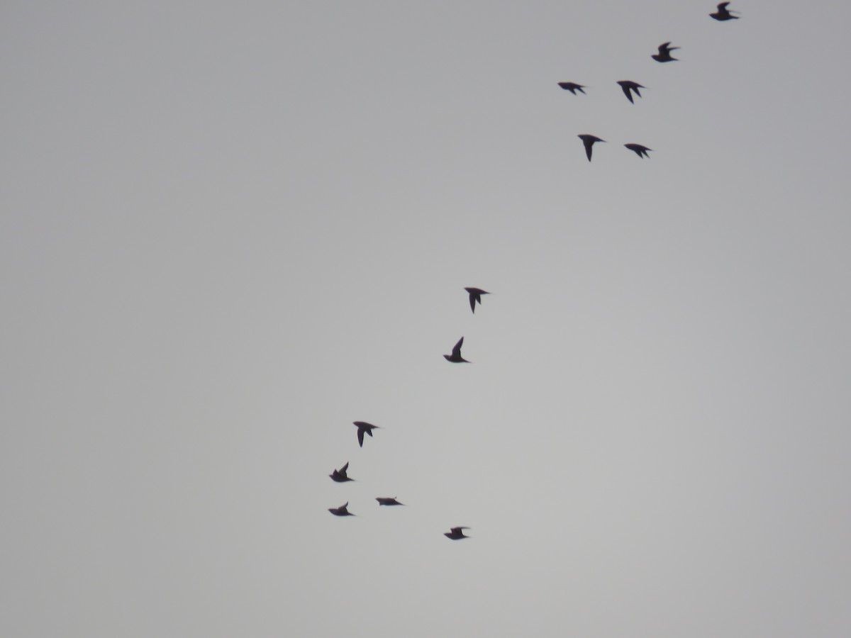 Рябок сенегальський - ML645164701