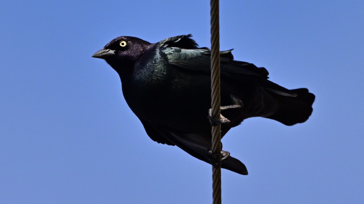 Трупіалець пурпуровий - ML645164703