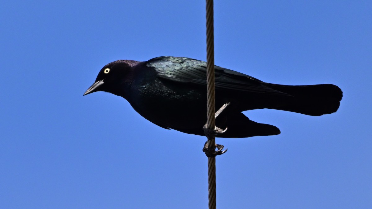 Трупіалець пурпуровий - ML645164704