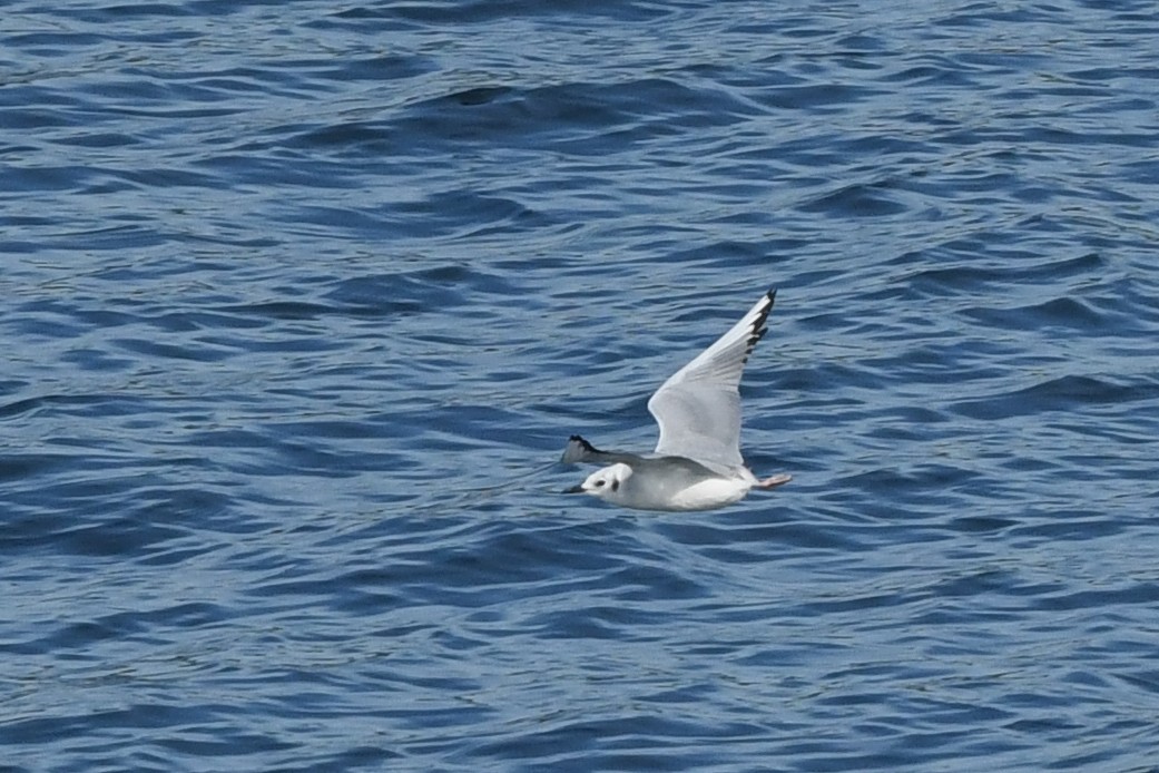 Мартин канадський - ML645164706