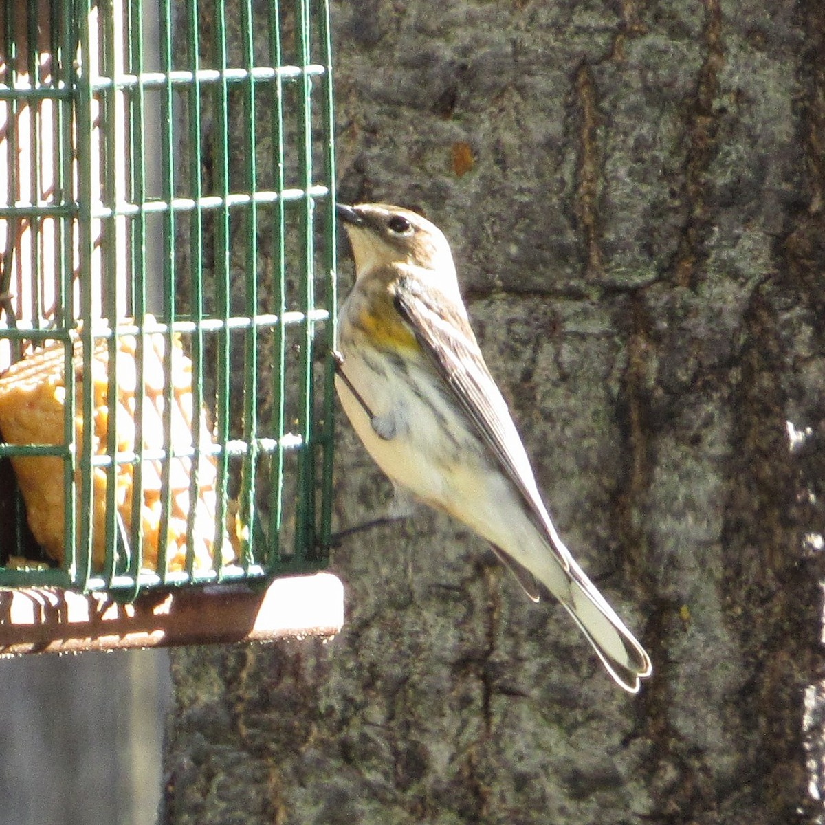 Пісняр-лісовик жовтогузий (підвид coronata) - ML645164707