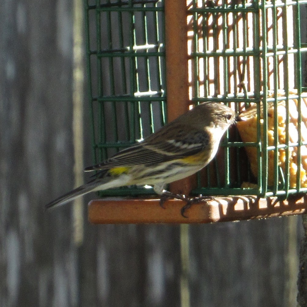Пісняр-лісовик жовтогузий (підвид coronata) - ML645164708