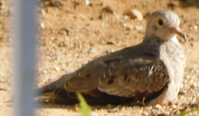 Талпакоті строкатоголовий - ML645164709