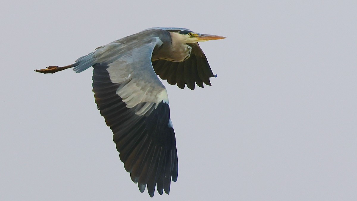 Чапля сіра - ML645164710