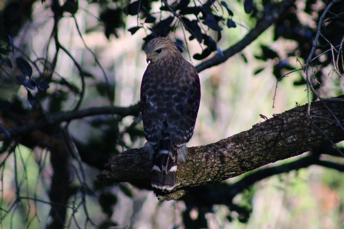 Канюк рудоплечий - ML645164712