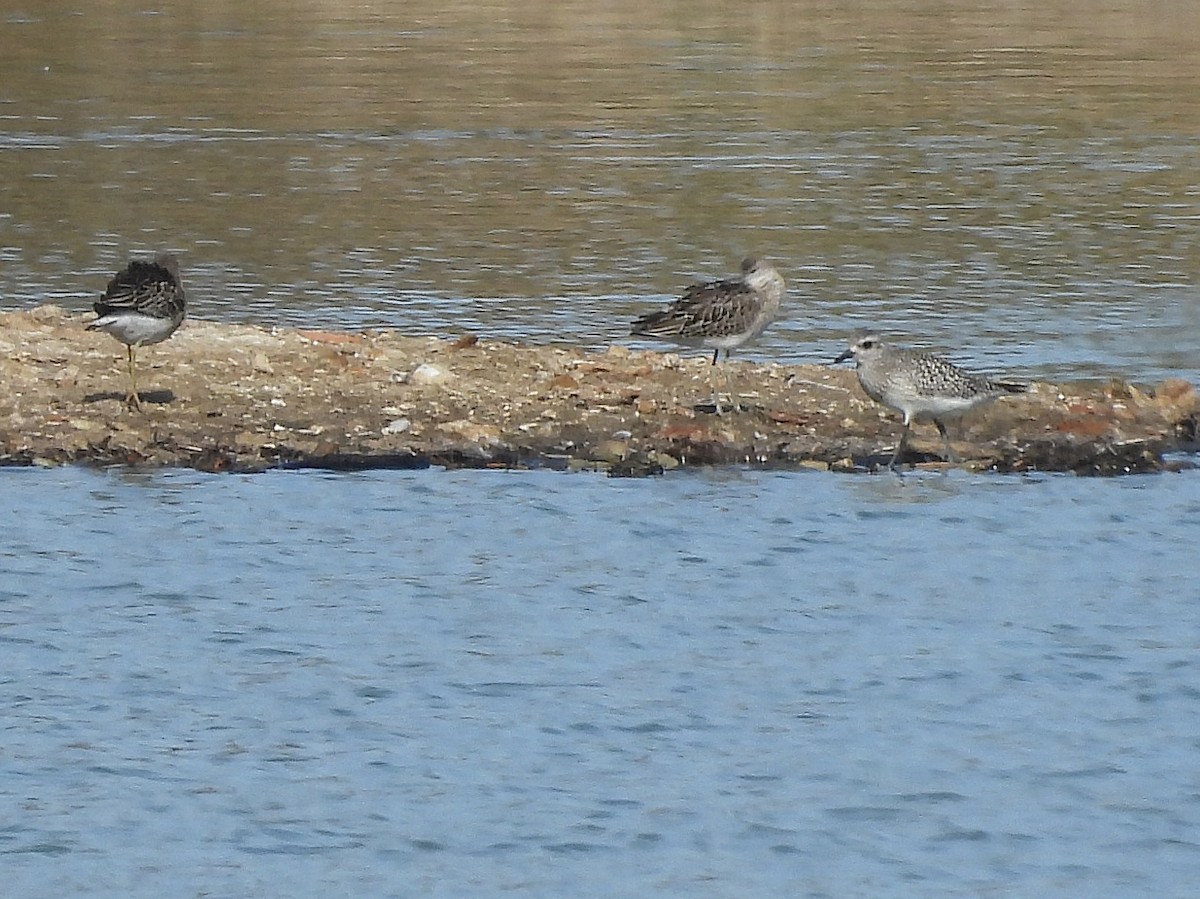 Сивка морська - ML645164713