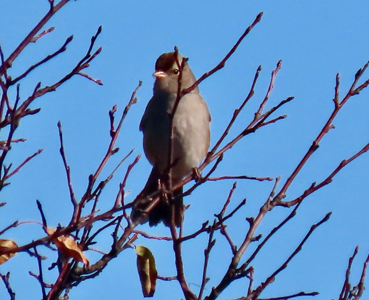Бруант білобровий - ML645164714