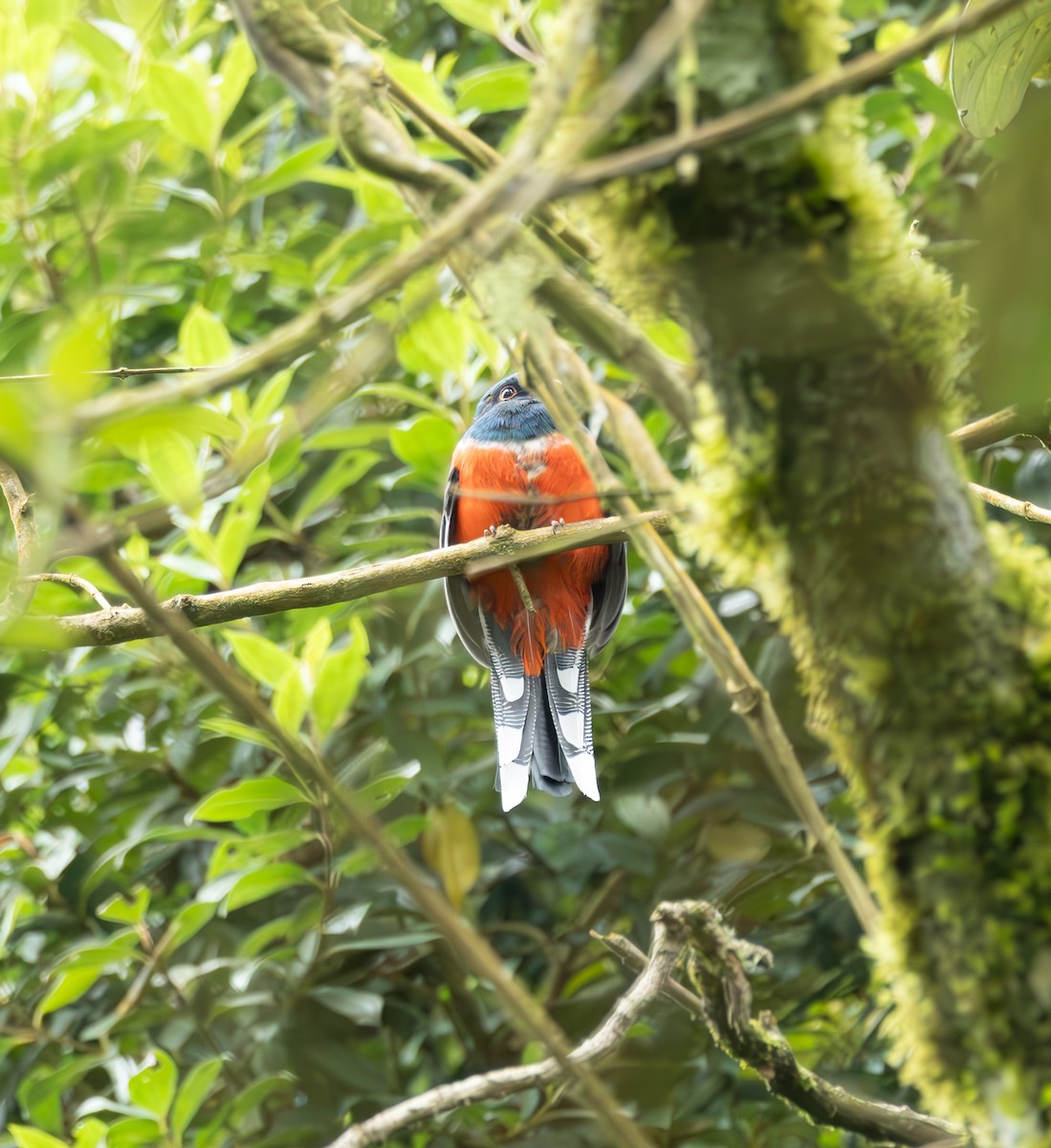 Трогон масковий - ML645164716