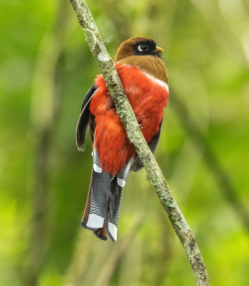 Трогон масковий - ML645164717