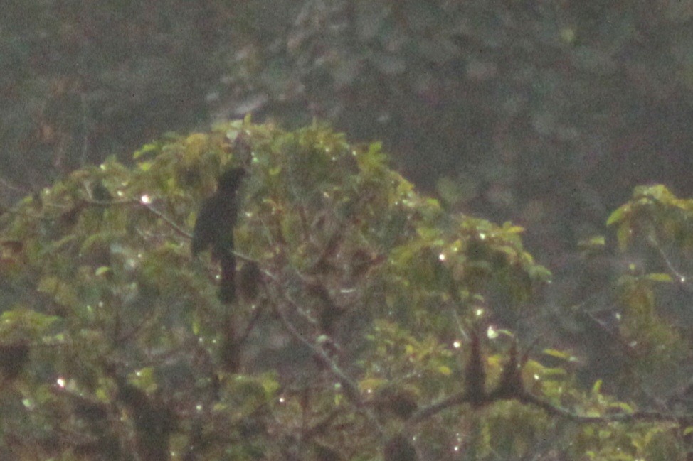 Красочуб еквадорський - ML645164718