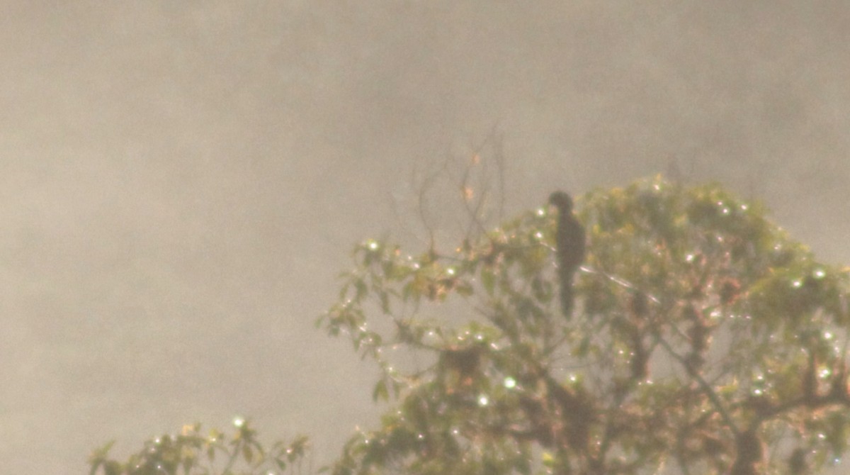 Красочуб еквадорський - ML645164719