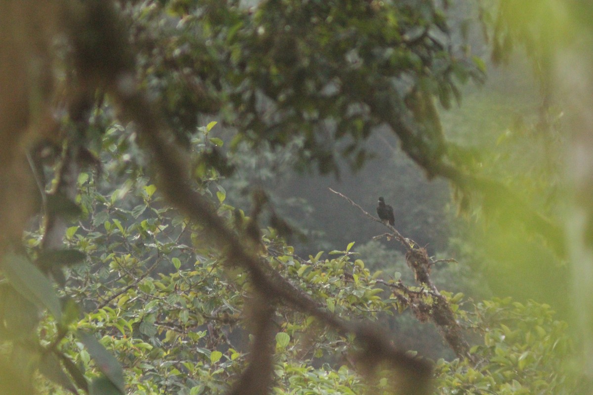 Красочуб еквадорський - ML645164720