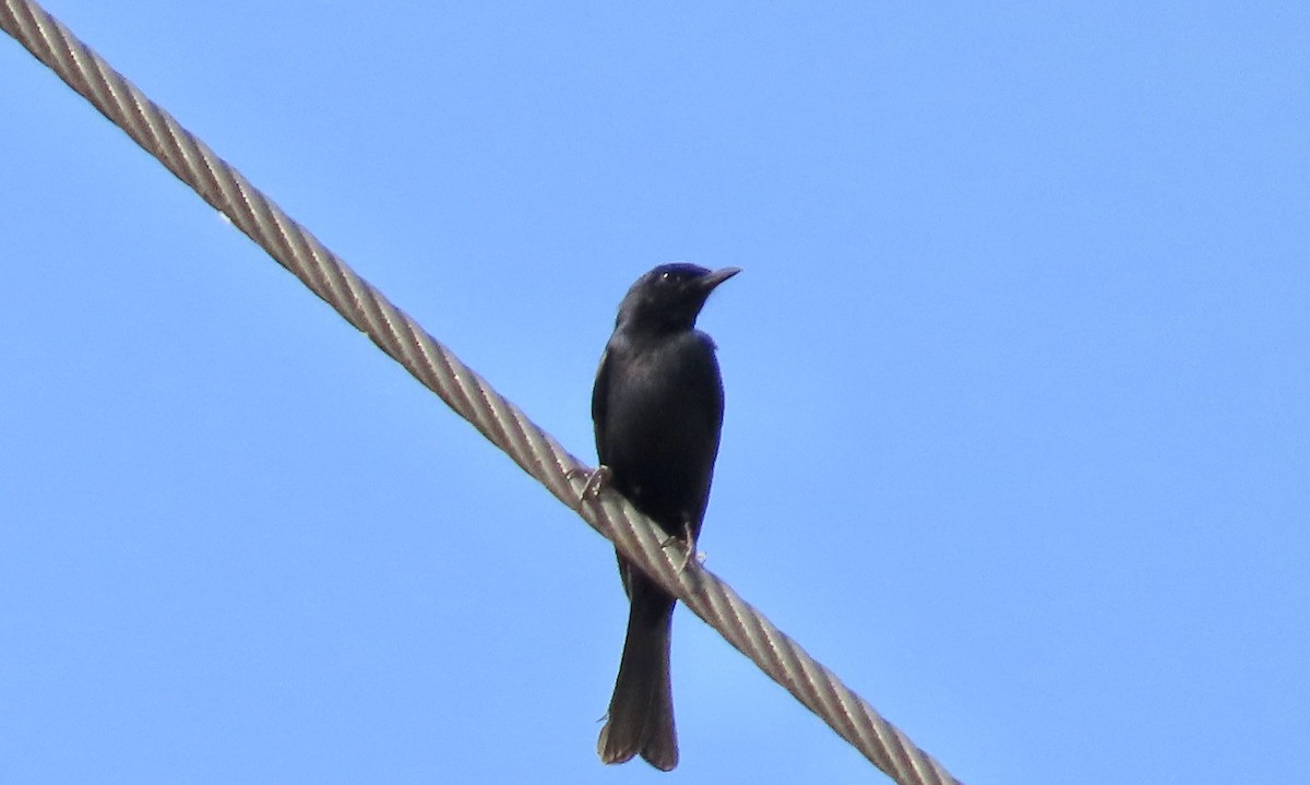 Мухарка південна - ML645164722