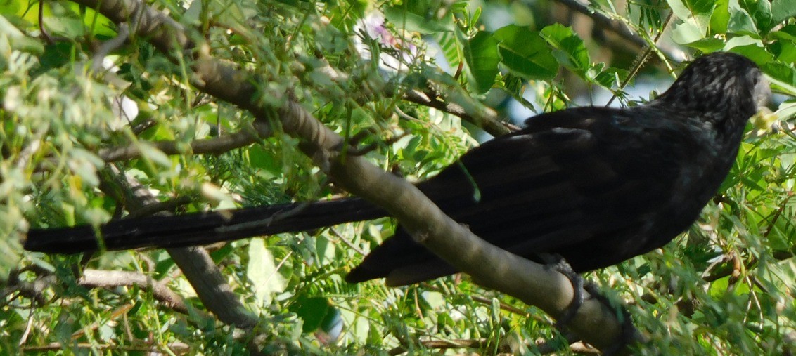 Ані малий - ML645164723