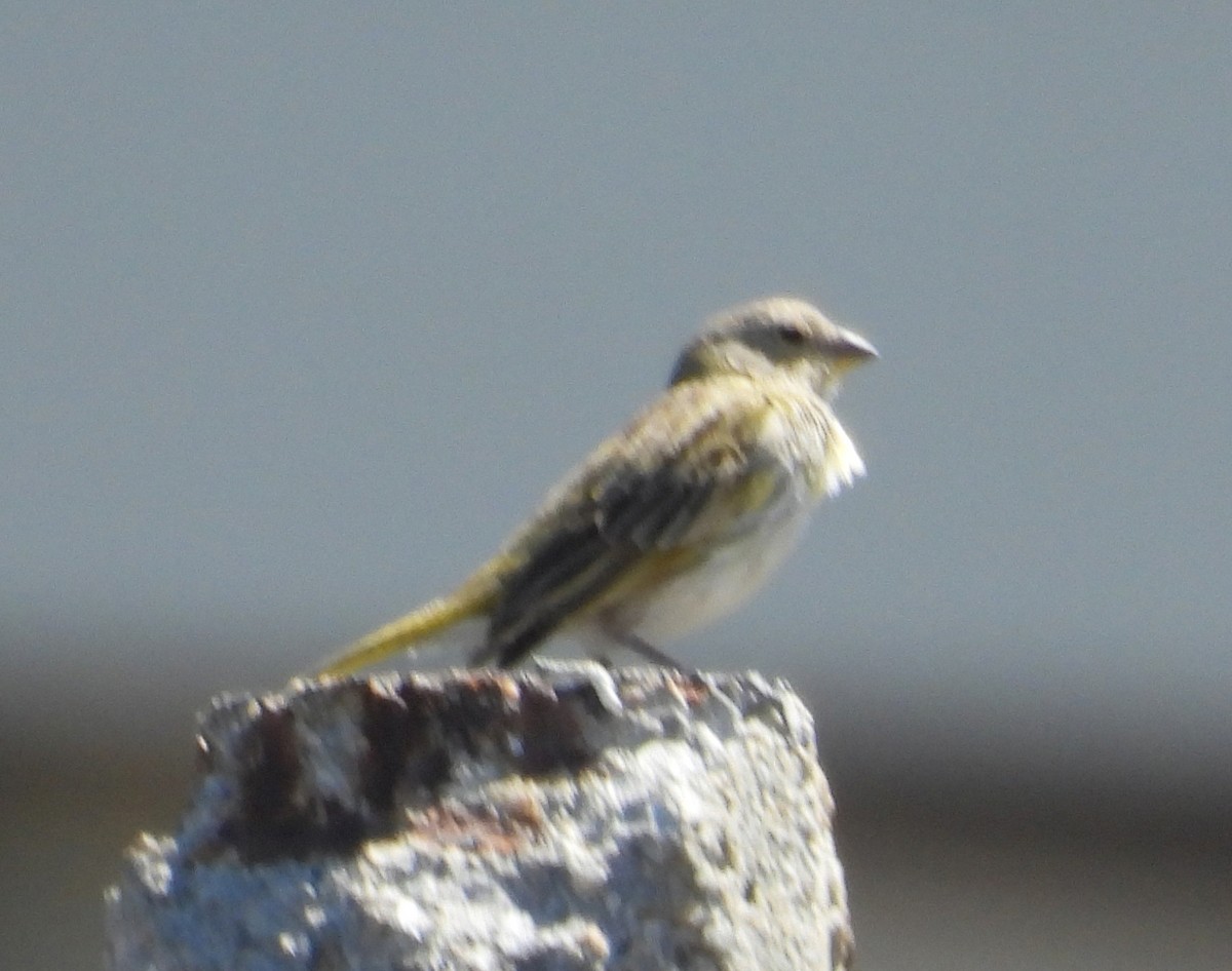 Посвірж золотоголовий - ML645164725