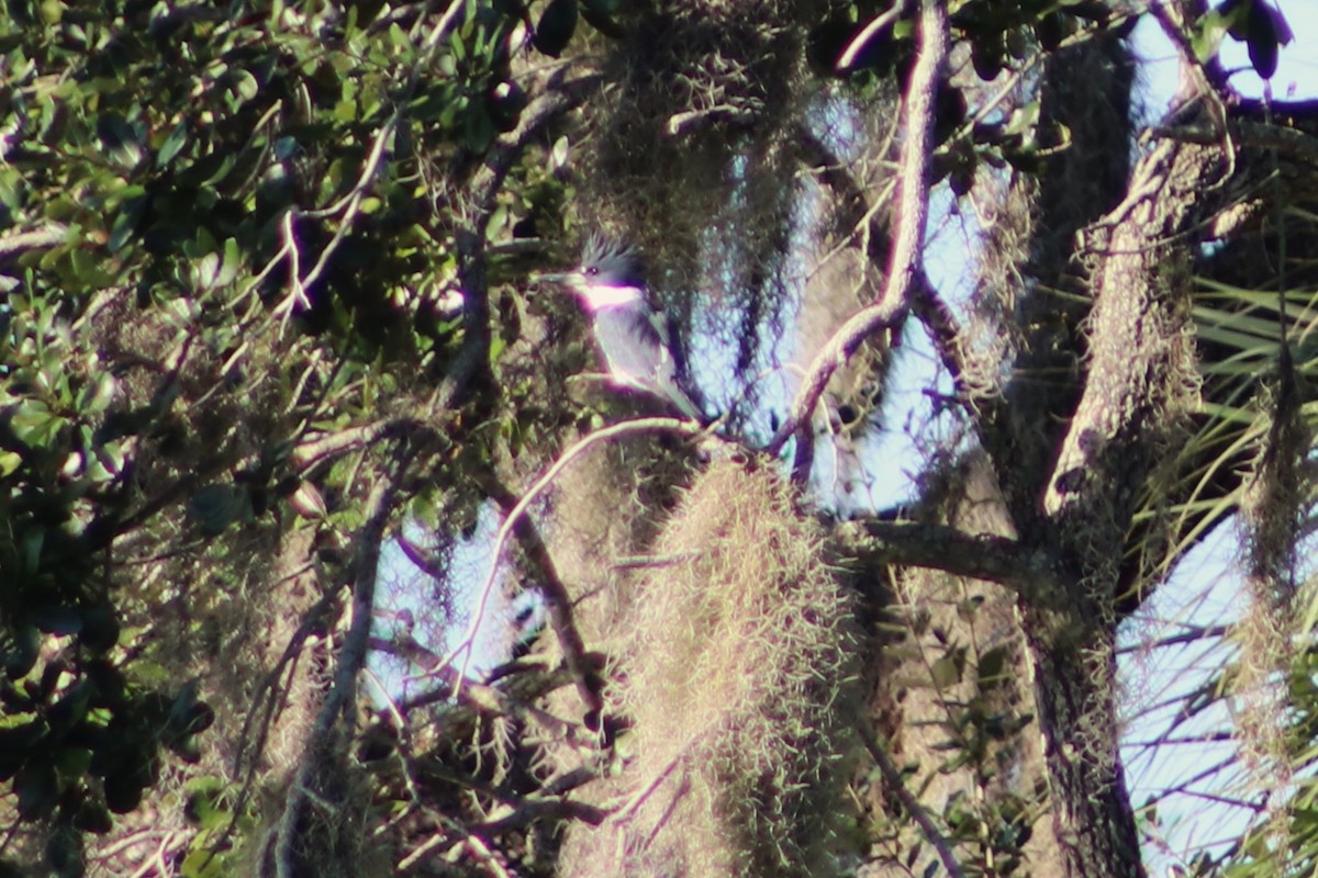 Рибалочка-чубань північний - ML645164726