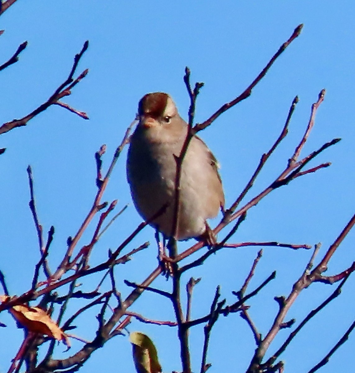 Бруант білобровий - ML645164732