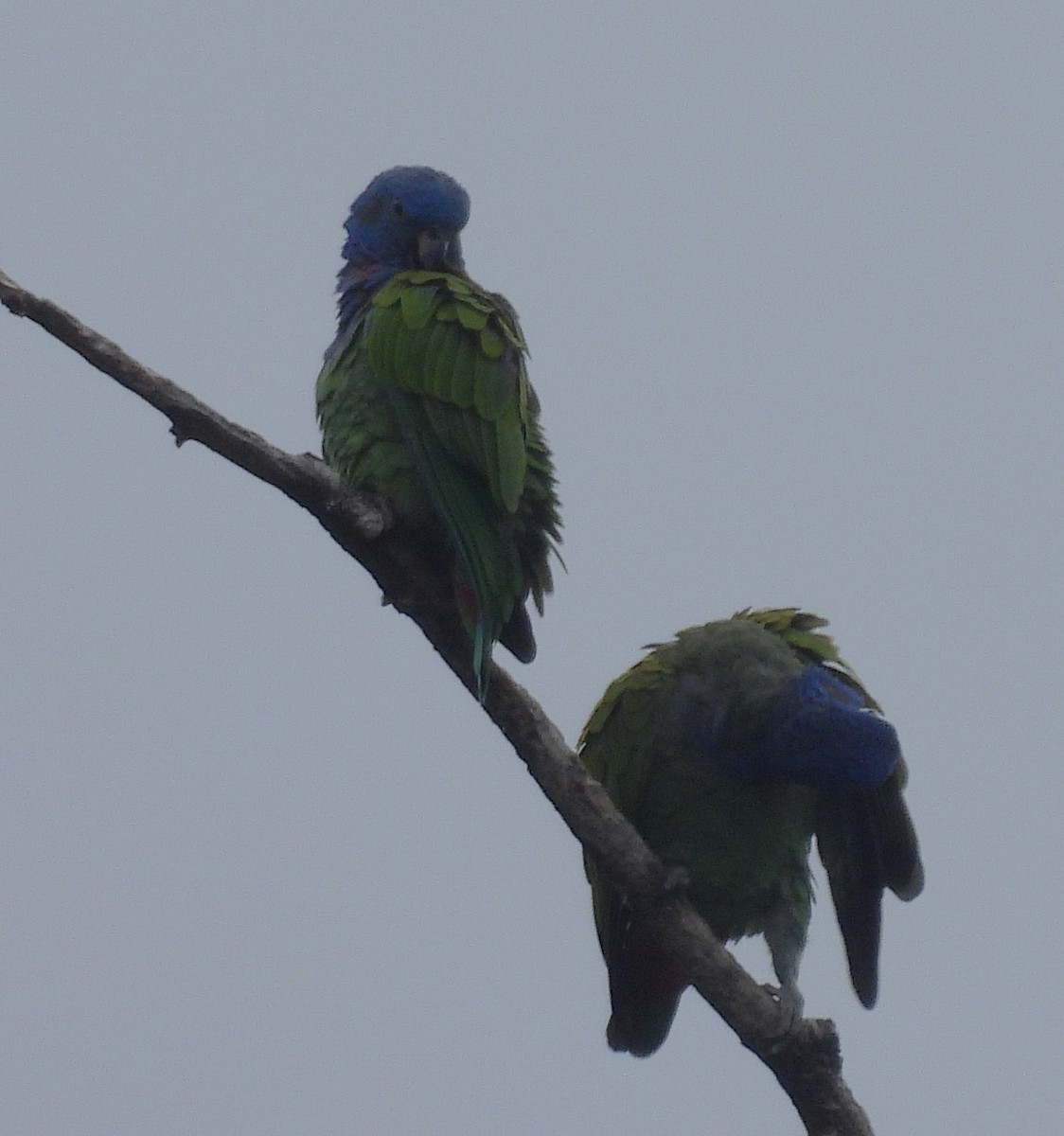 Папуга-червоногуз синьоголовий - ML645164733