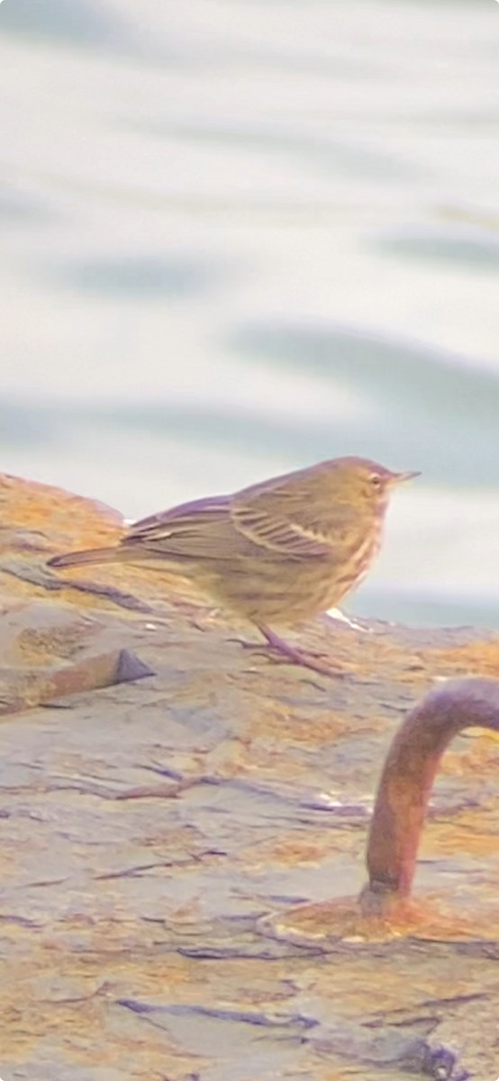 Rock Pipit - ML645164736