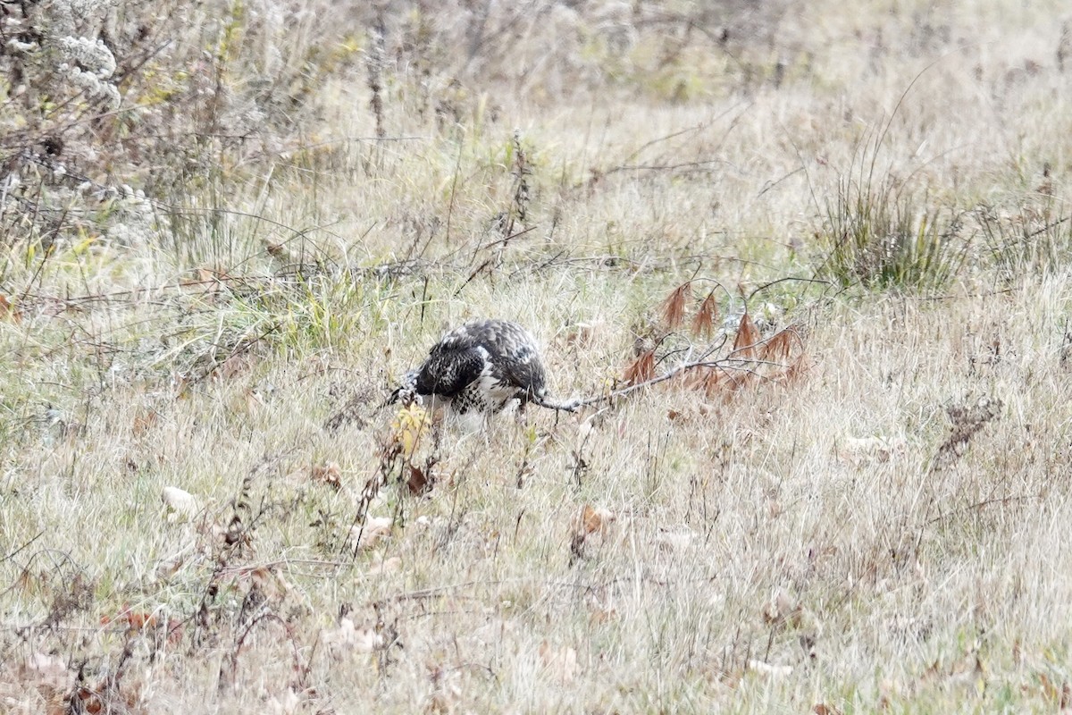 káně rudochvostá - ML645164738