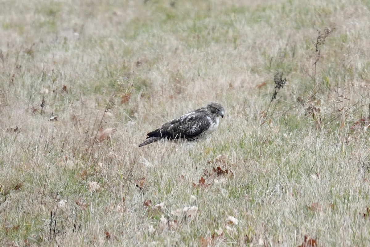 káně rudochvostá - ML645164742