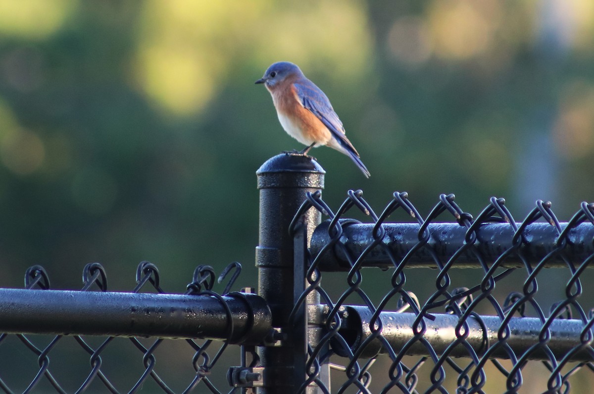 Eastern Bluebird - ML645164757