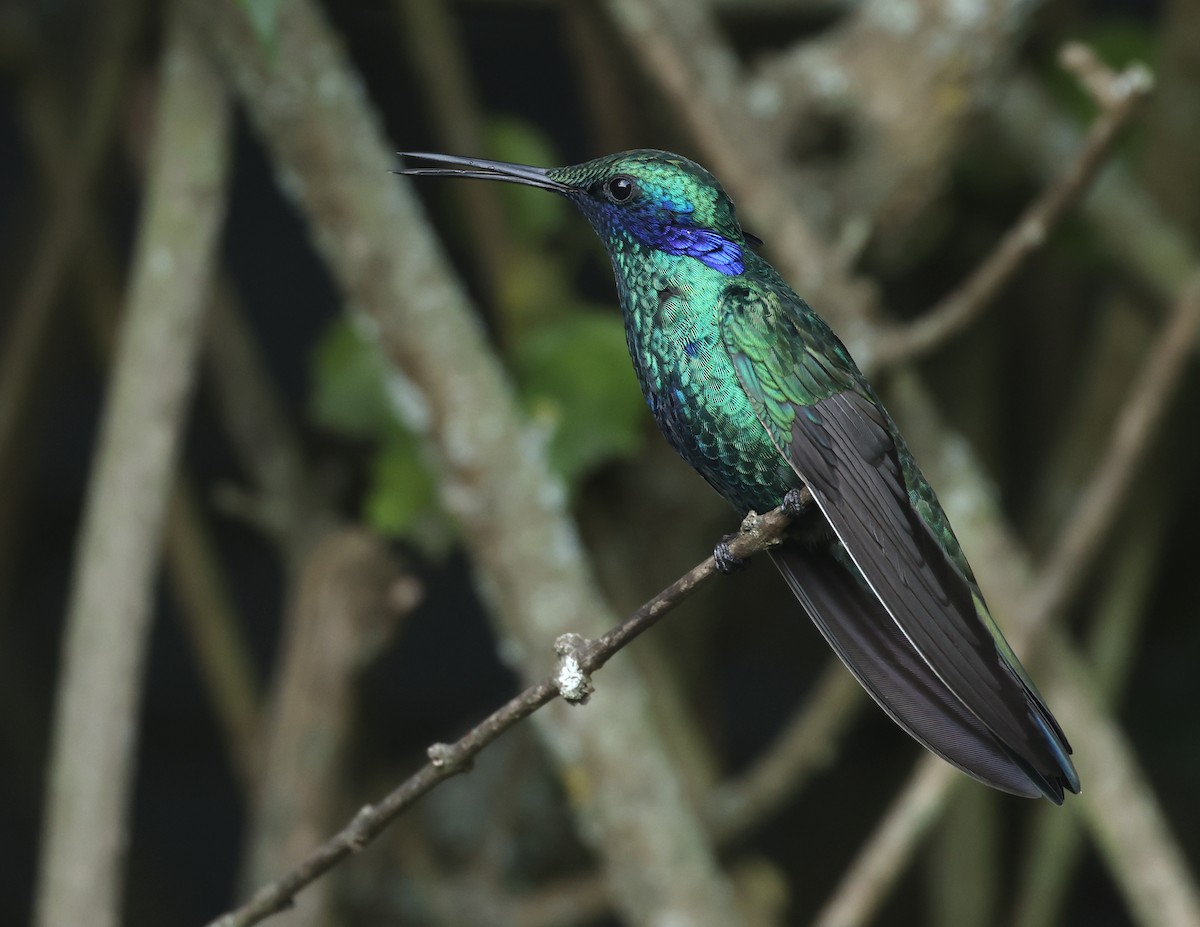 fiolørekolibri - ML645164773