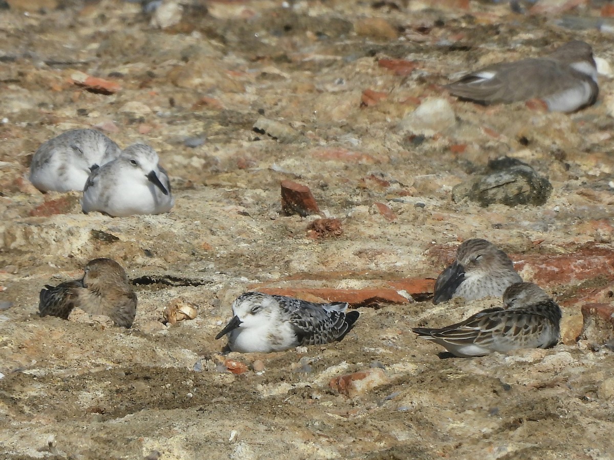 Little Stint - ML645164775