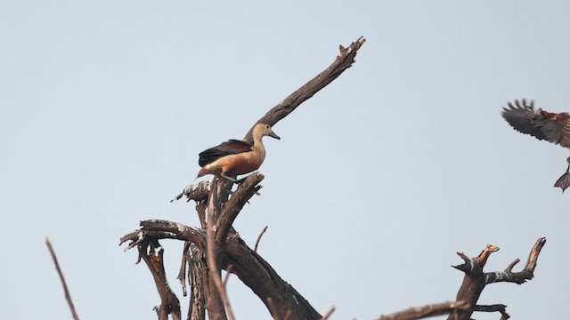 Lesser Whistling-Duck - ML645164781