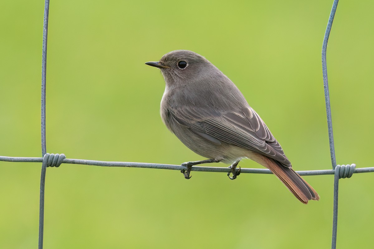rehek domácí (ssp. gibraltariensis/aterrimus) - ML645164783