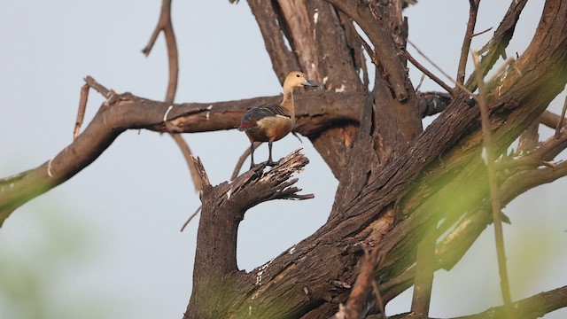 Lesser Whistling-Duck - ML645164787