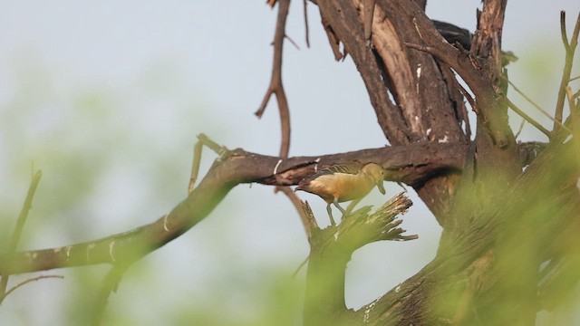 Lesser Whistling-Duck - ML645164789