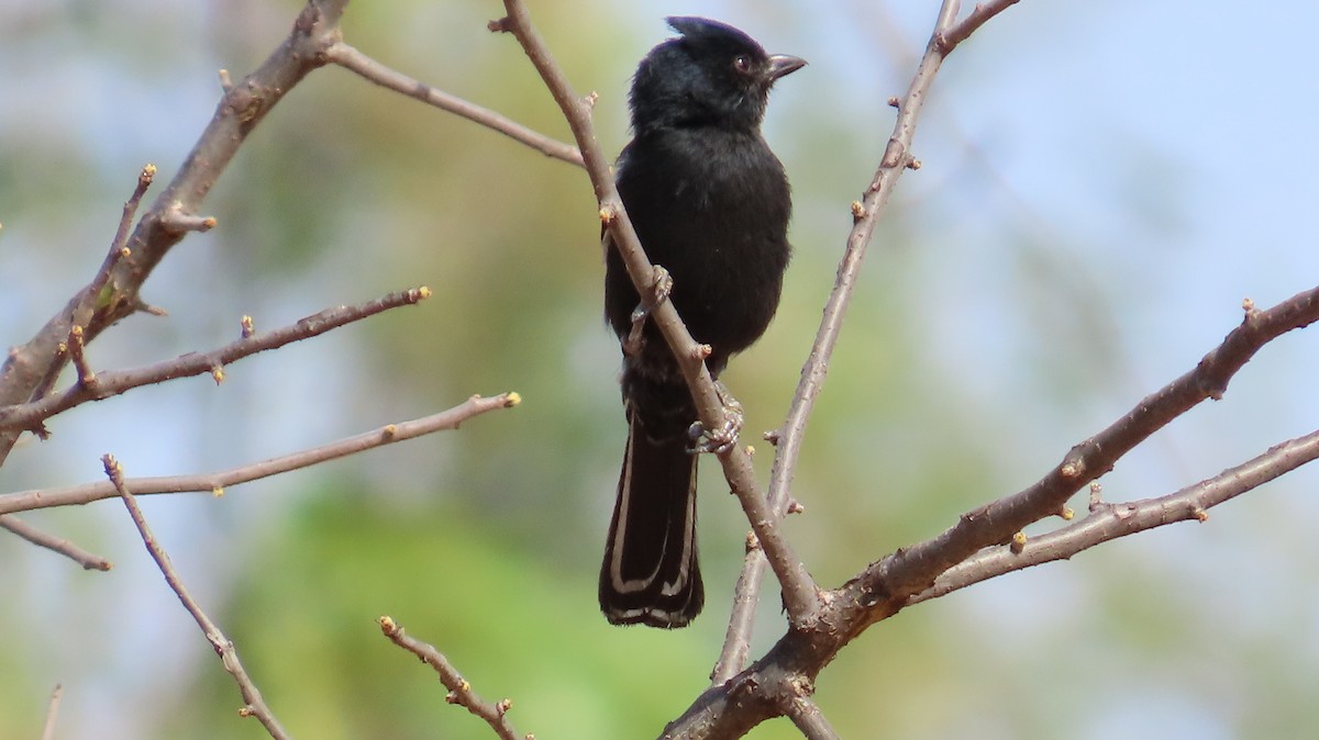 Southern Black-Tit - ML645164790