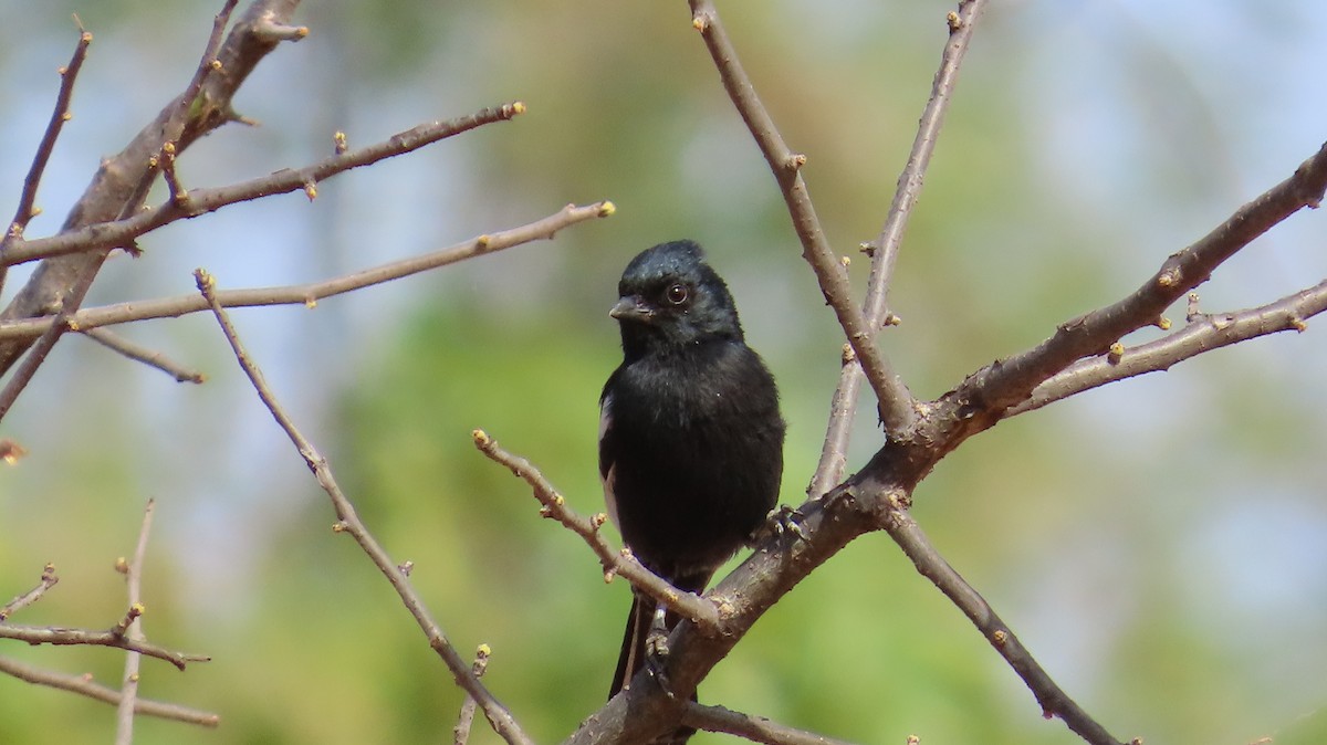Southern Black-Tit - ML645164791