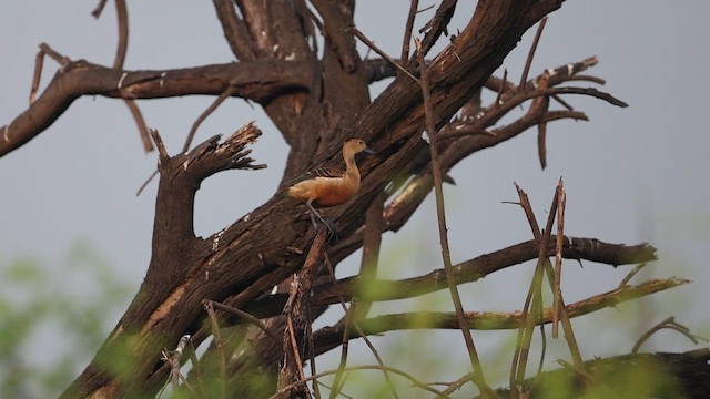 Lesser Whistling-Duck - ML645164796