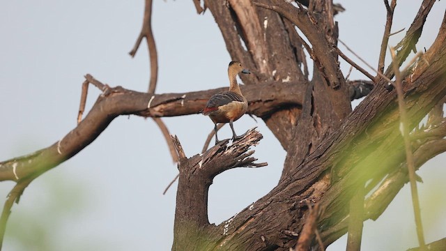 Lesser Whistling-Duck - ML645164803