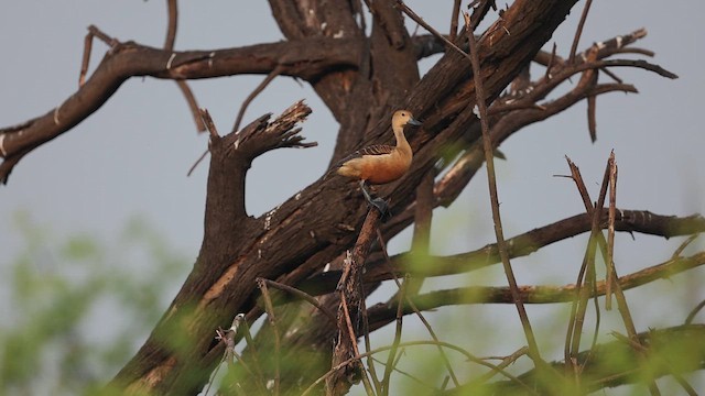 Lesser Whistling-Duck - ML645164804